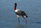 Sattelstorch